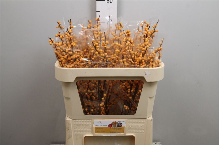 <h4>Ilex Ve Golden Verboom</h4>