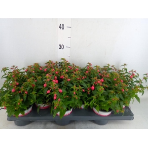 Fuchsia  'Bella Fuchsia Evita'