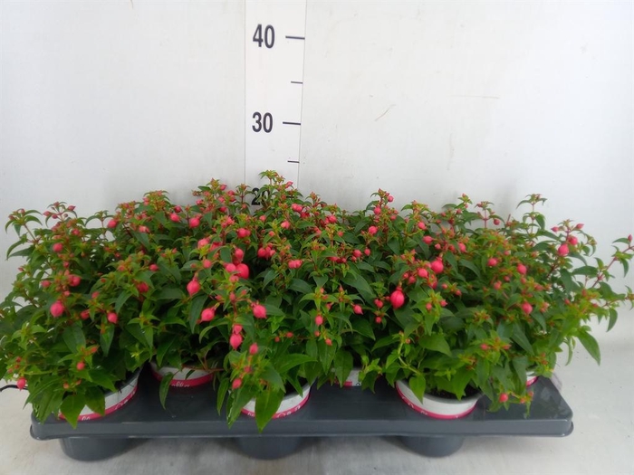 <h4>Fuchsia 'Bella Fuchsia Evita'</h4>