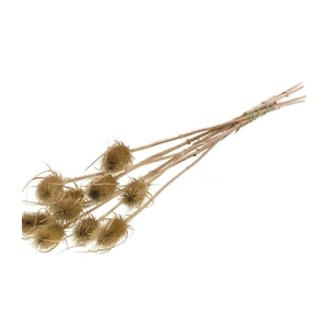 Chardon natural brown