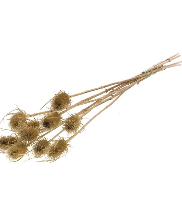 Chardon natural brown