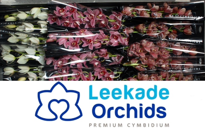 <h4>CYMB MI VALENTINE MIX Leekade 20% Extra Packed</h4>