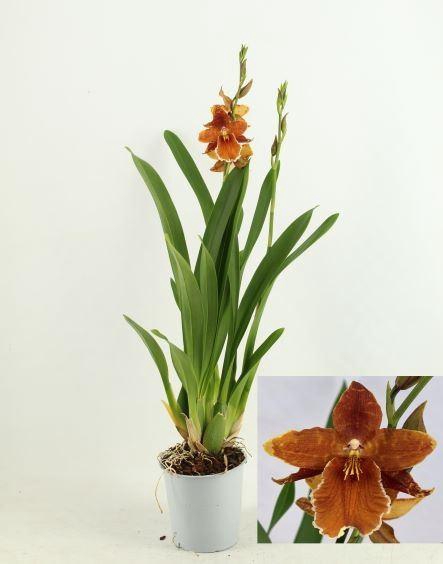 <h4>xColmanara   ...</h4>