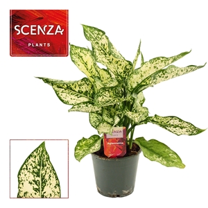 Aglaonema First Diamond 12 cm (Scenza)