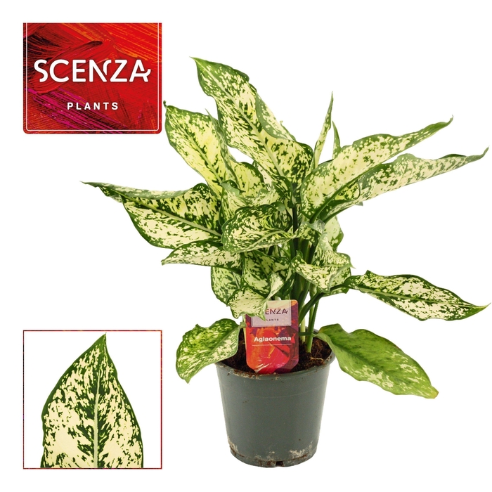 <h4>Aglaonema First Diamond 12 cm (Scenza)</h4>