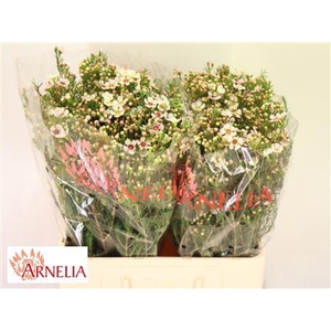 Chamelaucium Janelle 60cm 45gr