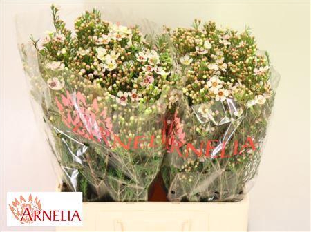 <h4>Chamelaucium Janelle 60cm 45gr</h4>