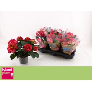 HYDR M DUTCH L SELMA