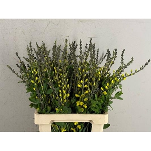 Baptisia Australis Geel