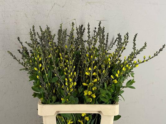 <h4>Baptisia Australis Geel</h4>
