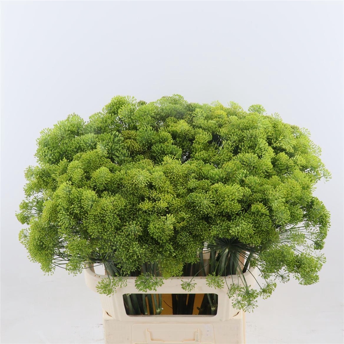 <h4>Anethum Graveolens</h4>