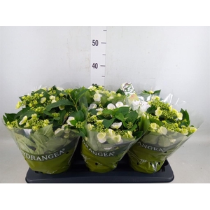 Hydrangea mac.   ...