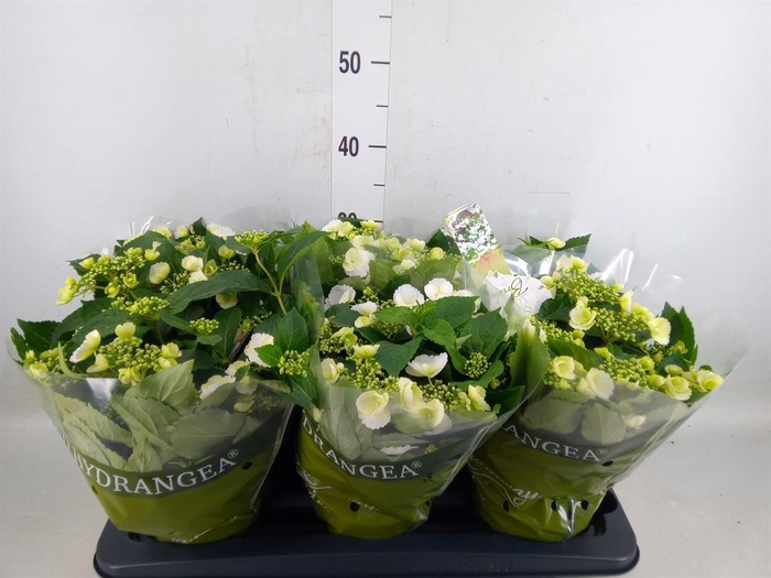 <h4>Hydrangea mac.   ...</h4>