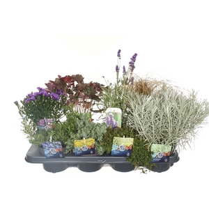 Vaste planten mix in tray