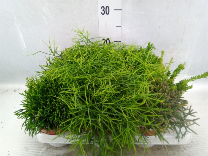 <h4>Rhipsalis   ...mix</h4>