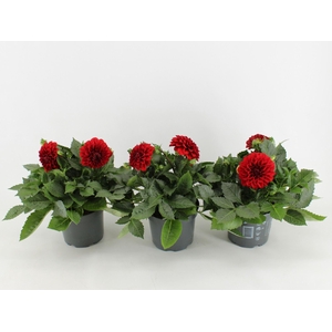 Dahlia Dalina Maxi Topia