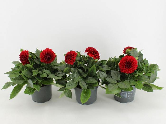 <h4>Dahlia Dalina Maxi Topia</h4>