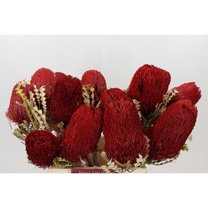 Banksia Speciosa Red Dry
