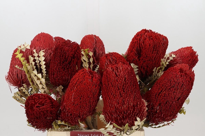 <h4>Banksia Speciosa Red Dry</h4>