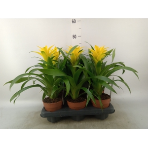 Guzmania  'Desire'