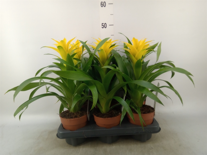 <h4>Guzmania  'Desire'</h4>