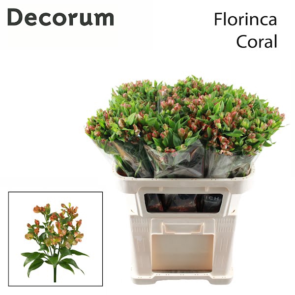 <h4>Alstr Florinca Coral</h4>