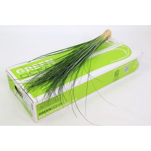 Beargrass x40 Green Ocean