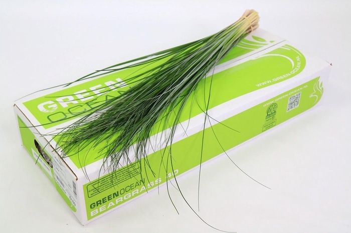 Beargrass x40 Green Ocean