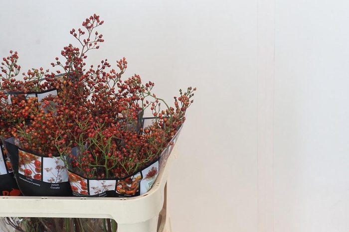 <h4>ROSA OUVERTURE</h4>