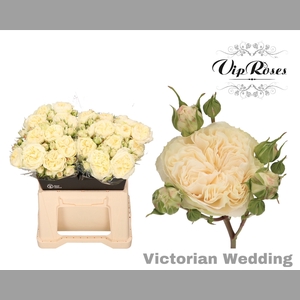 R TR VICTOR WEDDING+
