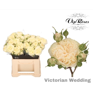 R TR VICTOR WEDDING+