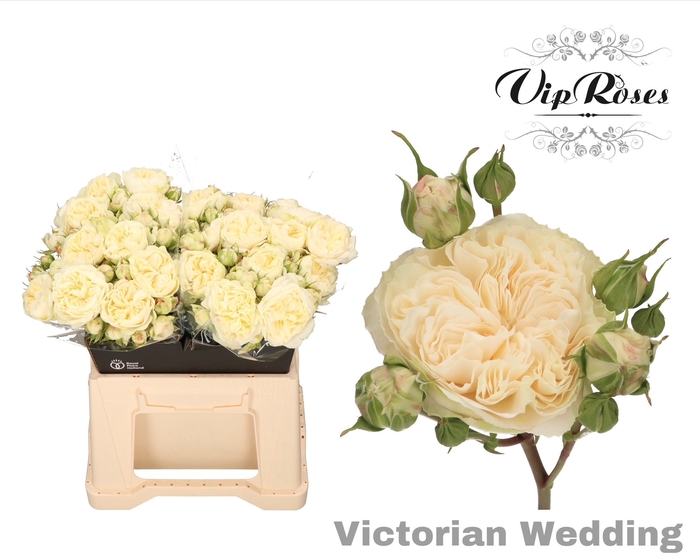 <h4>R TR VICTOR WEDDING+</h4>