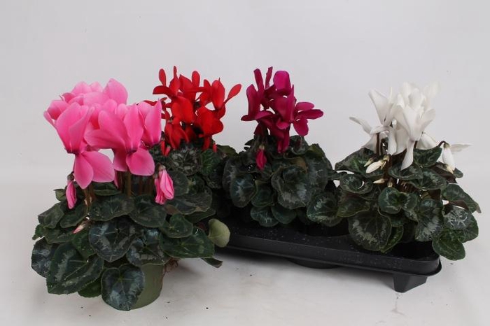 <h4>CYCL GR SUP MAMMOTH</h4>