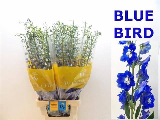 <h4>DELPH DU OV</h4>