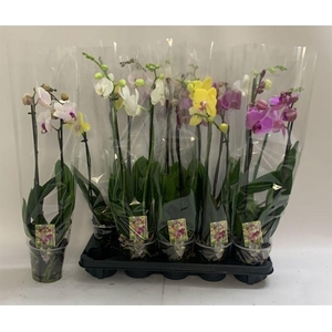 PHAL GEM