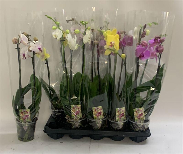<h4>PHAL GEM</h4>