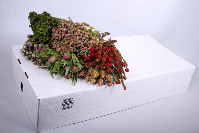 Kaaps Groen Mix in emmer