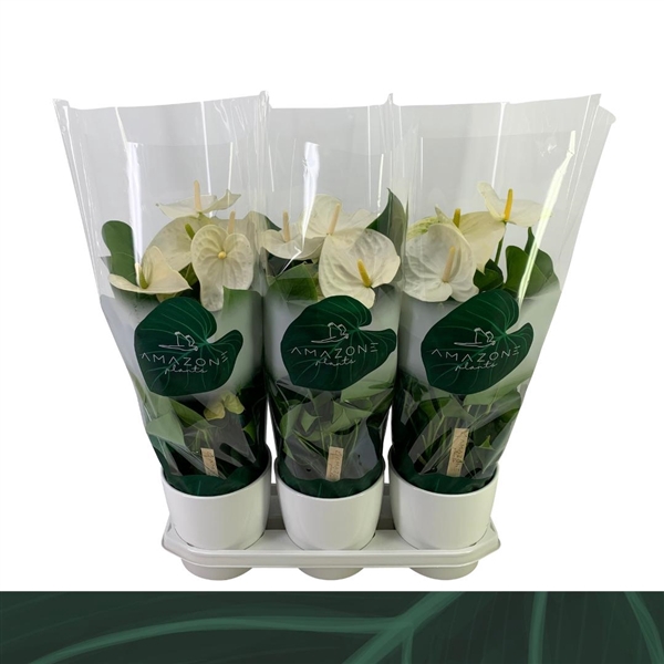 <h4>Anthurium (Andreanum Grp) Samora</h4>