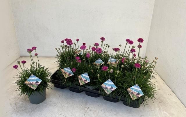 <h4>ARME MAR ARMADA ROSE</h4>