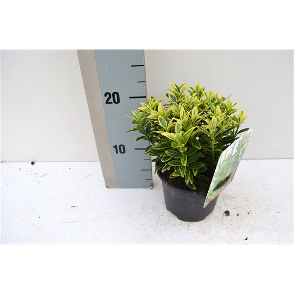 <h4>Euonymus Japonicus Micro Aureo Gold</h4>