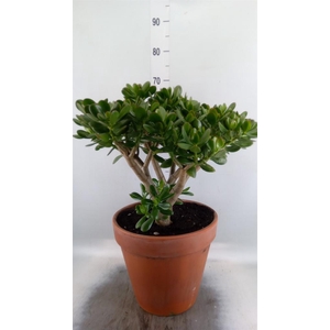 Crassula ovata