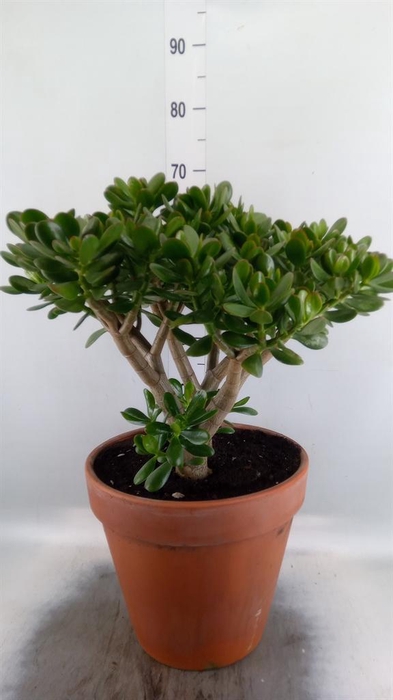 <h4>Crassula ovata</h4>