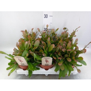 Rhipsalis   ...