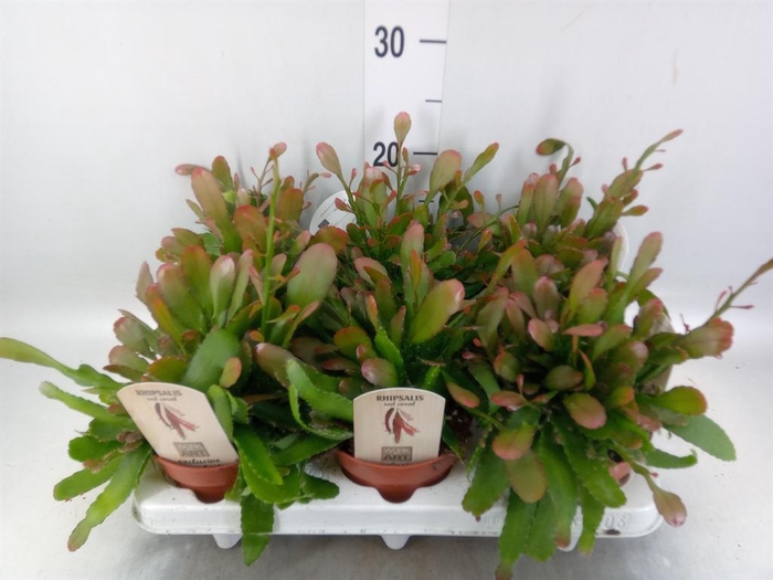 <h4>Rhipsalis   ...</h4>