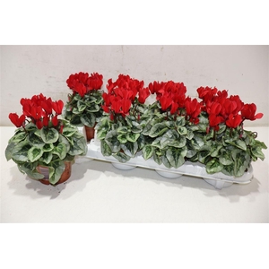 Cycl Kl Sup Picasso Red