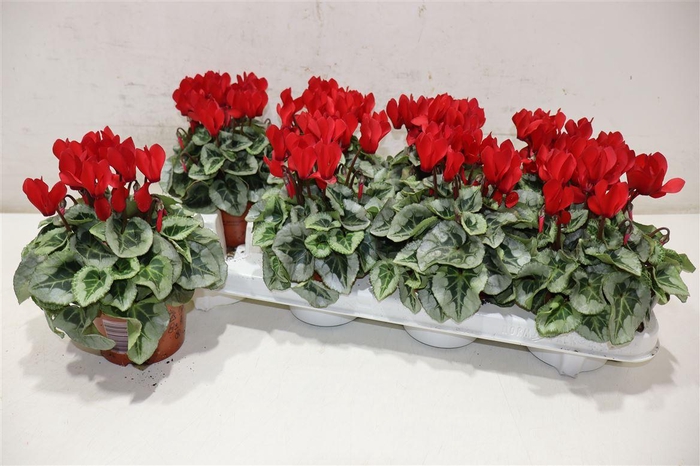 <h4>Cycl Kl Sup Picasso Red</h4>