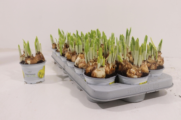 <h4>NARC O TETE A TETE</h4>