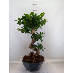 Ficus microcarpa 'Ginseng'
