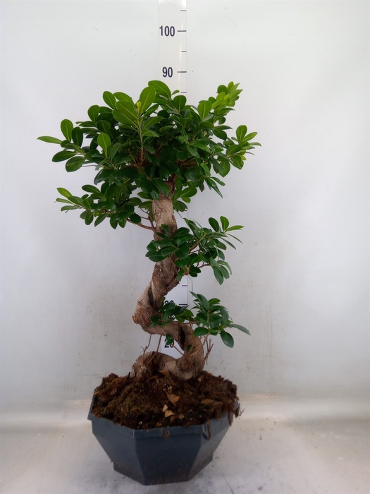 <h4>Ficus microcarpa 'Ginseng'</h4>