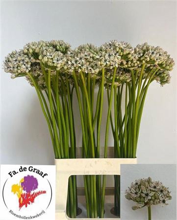 <h4>Allium Nigrum</h4>